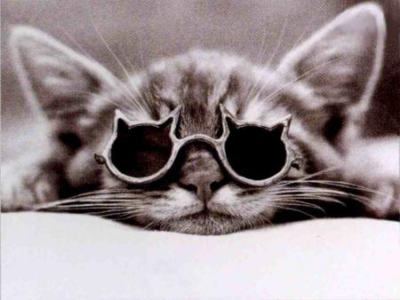 Le chaton du soleil !!!